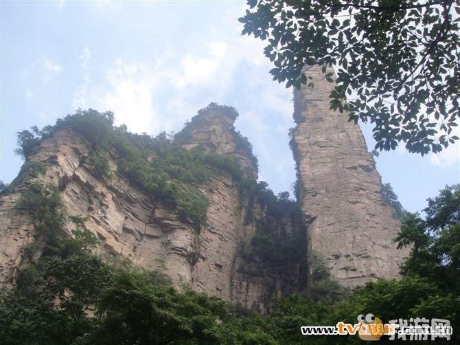 神鹰户鞭.jpg
